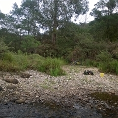 Lycopus australis at suppressed - suppressed