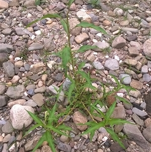 Persicaria decipiens at Noorinbee, VIC - 18 Feb 2017 09:37 PM