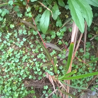 Persicaria praetermissa (Spotted Knotweed) at Noorinbee, VIC - 18 Feb 2017 by JasonPStewartNMsnc2016