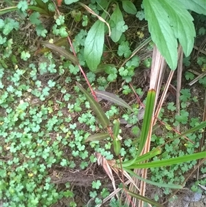 Hydrocotyle sp. at Noorinbee, VIC - 18 Feb 2017 09:37 PM