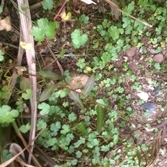 Hydrocotyle sp. at Noorinbee, VIC - 18 Feb 2017 09:37 PM