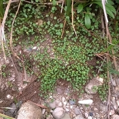 Hydrocotyle sp. at Noorinbee, VIC - 18 Feb 2017 09:37 PM