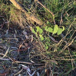 Celtis australis (Nettle Tree) at Hackett, ACT - 27 Mar 2025 by waltraud