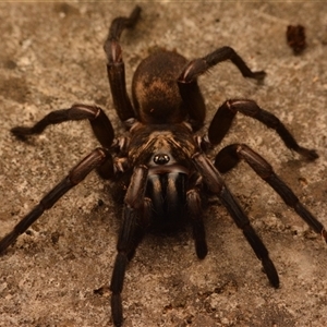 Stanwellia sp. (genus) (Trapdoor Spider) at Isaacs, ACT - 1 Feb 2024 by NateKingsford