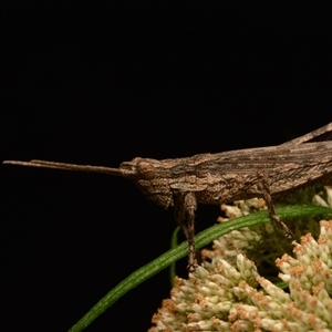 Unverified Grasshopper (several families) at Aranda, ACT - 30 Dec 2023 by NateKingsford