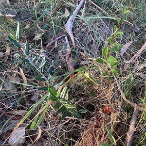 Olea europaea subsp. cuspidata (African Olive) at Hackett, ACT - 27 Mar 2025 by waltraud