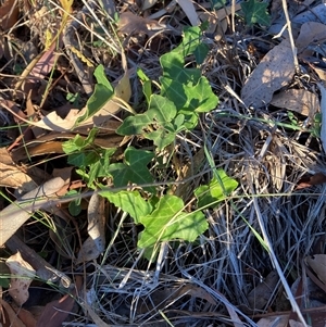 Hedera sp. (Ivy) at Hackett, ACT - 27 Mar 2025 by waltraud