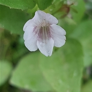 Gratiola peruviana at Paddys River, NSW - 10 Mar 2025 by joscobie