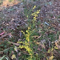 Ligustrum sinense (Narrow-leaf Privet, Chinese Privet) at Hackett, ACT - 27 Mar 2025 by waltraud