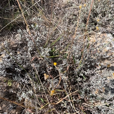Chrysocephalum apiculatum (Common Everlasting) at Jeir, NSW - 6 Apr 2025 by AdamMc