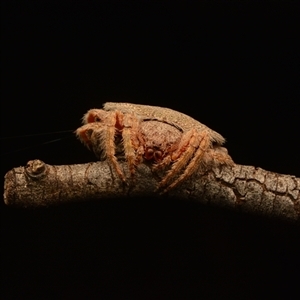 Dolophones sp. (genus) (Wrap-around spider) at Aranda, ACT - 30 Dec 2023 by NateKingsford