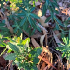 Unverified Plant at Hackett, ACT - 27 Mar 2025 by waltraud