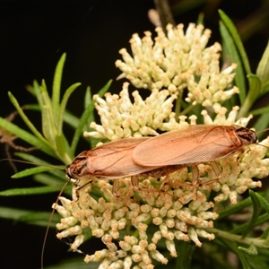 Johnrehnia contraria at Aranda, ACT - 26 Dec 2023 10:07 PM