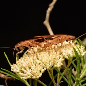 Johnrehnia contraria at Aranda, ACT - 26 Dec 2023 10:07 PM