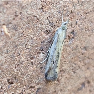 Unverified Moth (Lepidoptera) at Lyneham, ACT - Today by trevorpreston