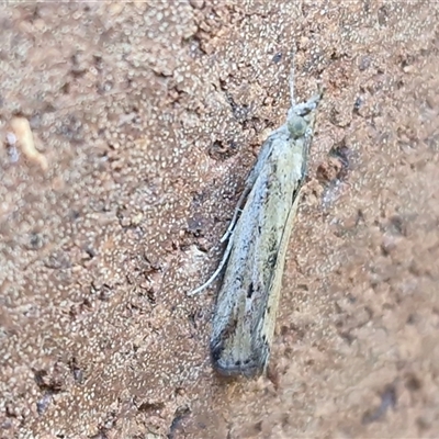 Faveria tritalis (Couchgrass Webworm) at Lyneham, ACT - 9 Apr 2025 by trevorpreston