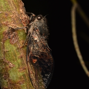 Unverified Cicada (Hemiptera, Cicadoidea) at Aranda, ACT - 26 Dec 2023 by NateKingsford