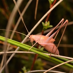 Unverified Katydid (Tettigoniidae) at Aranda, ACT - 26 Dec 2023 by NateKingsford
