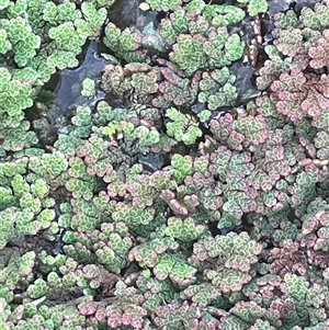 Azolla rubra (Red Water Fern) at Springfield, NSW - 4 Apr 2025 by JaneR