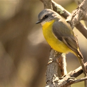 Eopsaltria australis at Strathnairn, ACT - 9 Apr 2025 10:54 AM