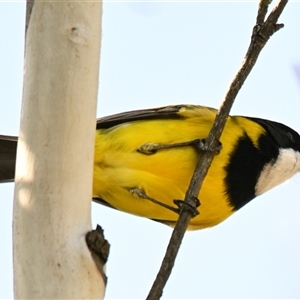 Falcunculus frontatus at Strathnairn, ACT - Today by Thurstan