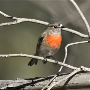 Petroica boodang at Strathnairn, ACT - 9 Apr 2025 11:39 AM