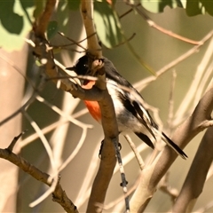 Petroica boodang at Strathnairn, ACT - 9 Apr 2025 11:39 AM
