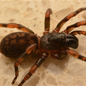 Stanwellia sp. (genus) (Trapdoor Spider) at Mount Macedon, VIC - 22 Sep 2023 by NateKingsford