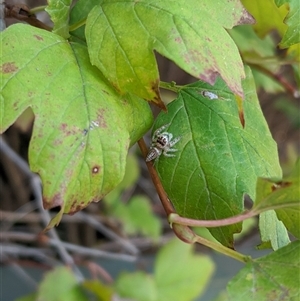 Unverified Spider by arcencielbleu