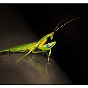 Orthodera ministralis at Acton, ACT - 7 Apr 2025 by SimoneS