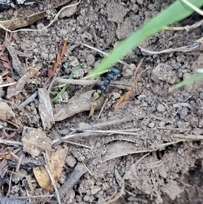 Myrmecia piliventris (Golden tail bull ant) at Burrinjuck, NSW - 9 Apr 2025 by Bidge