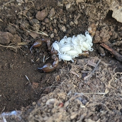 Urodacus manicatus (Black Rock Scorpion) at Macgregor, ACT - 9 Apr 2025 by NateKingsford