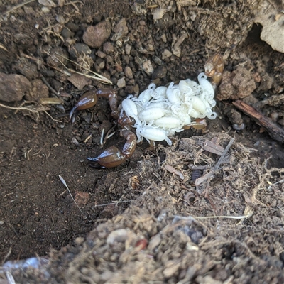 Urodacus manicatus (Black Rock Scorpion) at Macgregor, ACT - 9 Apr 2025 by NateKingsford