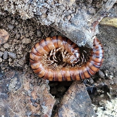 Unverified Millipede (Diplopoda) at O'Connor, ACT - 9 Apr 2025 by trevorpreston