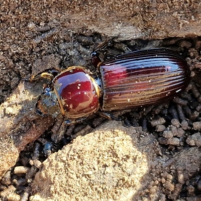 Aulacocyclus edentulus (Passalid beetle) at O'Connor, ACT - 9 Apr 2025 by trevorpreston