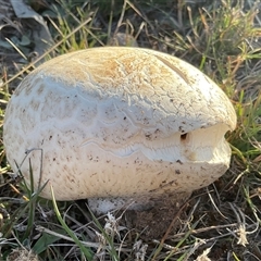 Calvatia sp. (a puffball ) at Anglers Reach, NSW - 9 Apr 2025 by Jennybach
