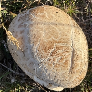 Calvatia sp. at Anglers Reach, NSW - 9 Apr 2025 04:47 PM