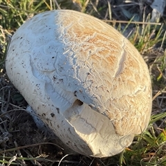 Calvatia sp. at Anglers Reach, NSW - 9 Apr 2025 04:47 PM