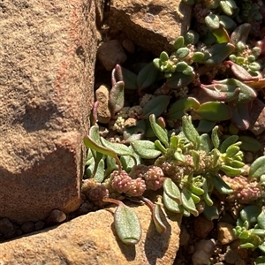 Unverified Plant at Anglers Reach, NSW - Today by Jennybach