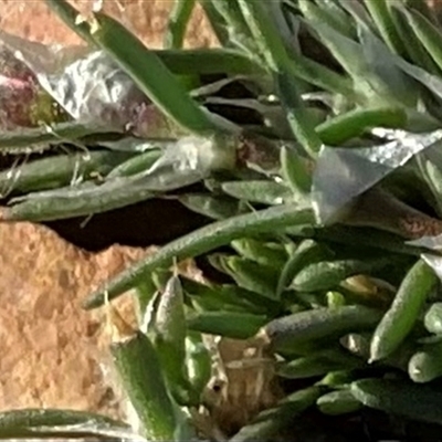 Spergularia rubra (Sandspurrey) at Anglers Reach, NSW - 9 Apr 2025 by Jennybach