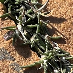 Spergularia rubra at Anglers Reach, NSW - 9 Apr 2025 03:59 PM