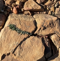 Spergularia rubra at Anglers Reach, NSW - 9 Apr 2025 03:59 PM