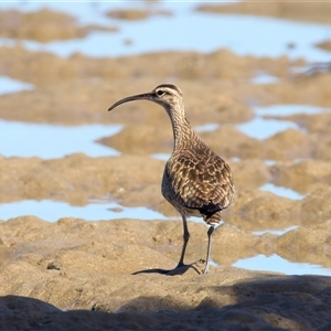 Numenius phaeopus at Moruya Heads, NSW - 9 Apr 2025 10:50 AM