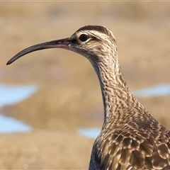 Numenius phaeopus at Moruya Heads, NSW - 9 Apr 2025 10:50 AM