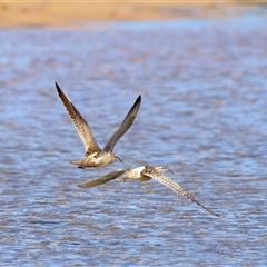 Numenius phaeopus at Moruya Heads, NSW - 9 Apr 2025 10:50 AM