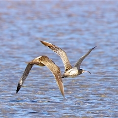Numenius phaeopus at Moruya Heads, NSW - 9 Apr 2025 10:50 AM