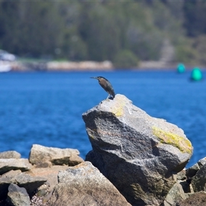 Butorides striata at Moruya Heads, NSW - 9 Apr 2025 10:44 AM