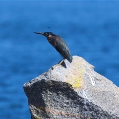 Butorides striata at Moruya Heads, NSW - 9 Apr 2025 10:44 AM