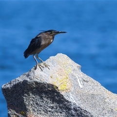 Butorides striata at Moruya Heads, NSW - 9 Apr 2025 10:44 AM