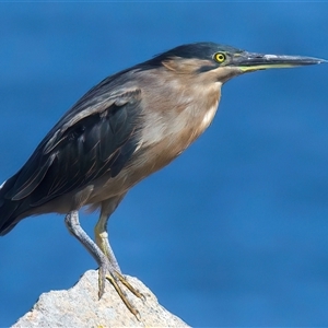 Butorides striata at Moruya Heads, NSW - 9 Apr 2025 10:44 AM